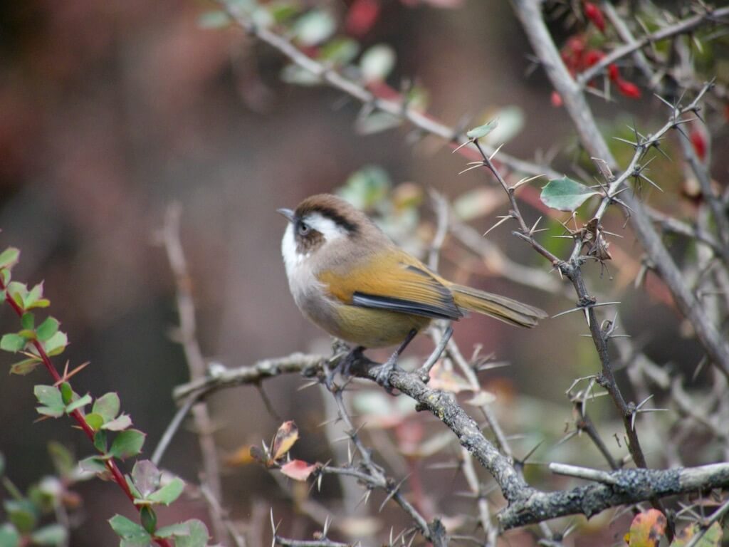 Wild Himalayan Bird