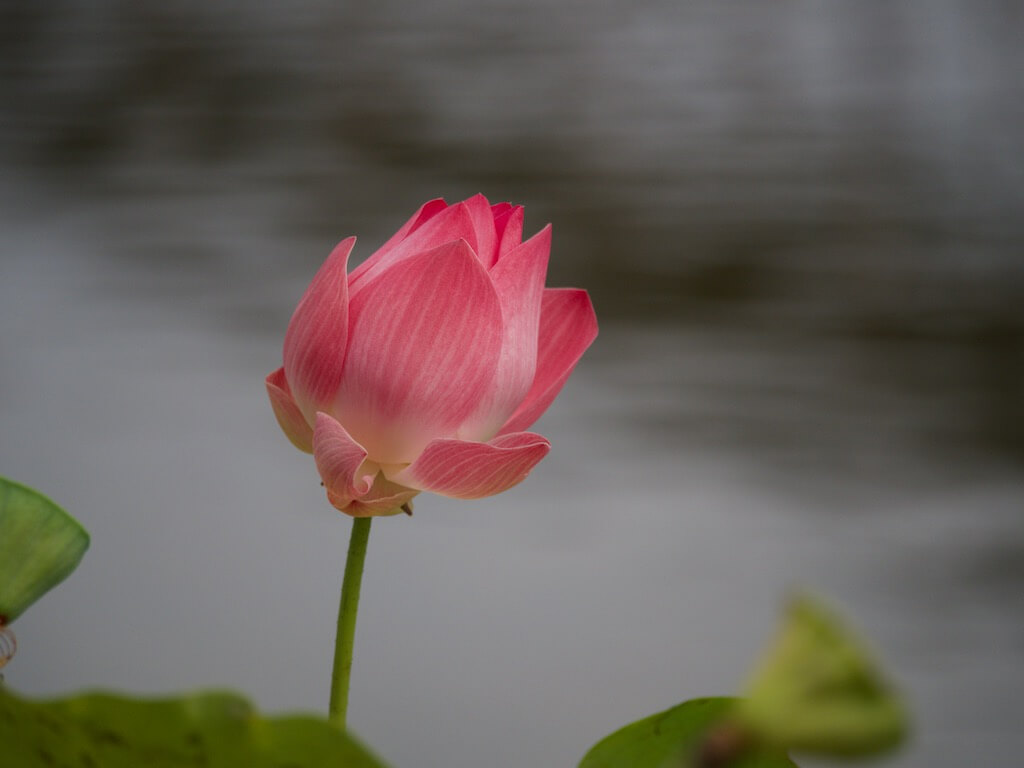 Lotus Flower