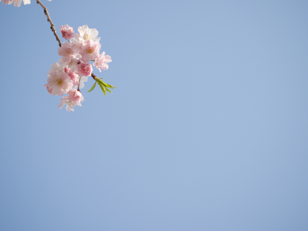 Sakura Blossom at Horishima